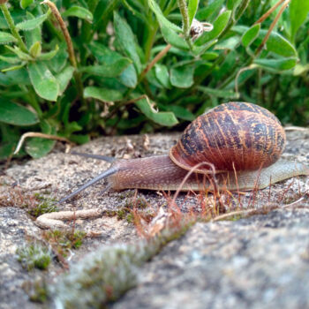 Photography titled "Caracol" by Eduardo Carpintero García, Original Artwork, Digital Photography