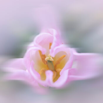 Photography titled "Tulipán en movimien…" by Elena Gurinenko, Original Artwork, Digital Photography