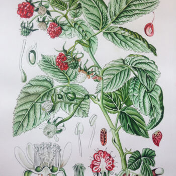 Malerei mit dem Titel "Botanical Illustrat…" von Elena Maslova, Original-Kunstwerk, Aquarell