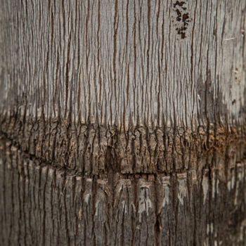 Fotografia zatytułowany „palmtree's teeth.jpg” autorstwa Elisabeth Laplante, Oryginalna praca, Fotografia cyfrowa