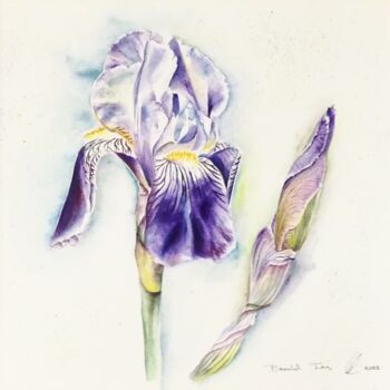 Peinture intitulée "Bearded Iris" par Elizabeth Sadler, Œuvre d'art originale, Aquarelle Monté sur Panneau de bois