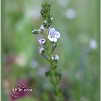 Fotografia intitolato "minie-beaute-art-ma…" da Ellefenix, Opera d'arte originale