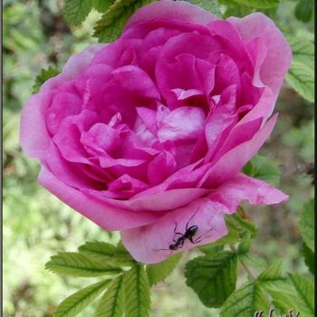 Fotografia zatytułowany „rose-et-fourmi.jpg” autorstwa Ellefenix, Oryginalna praca