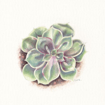 Drawing titled "Echeveria" by Elodie Verbeke, Original Artwork, Pencil