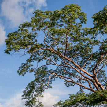 "Grande árvore em cé…" başlıklı Fotoğraf Elton Abreu tarafından, Orijinal sanat, Dijital Fotoğrafçılık