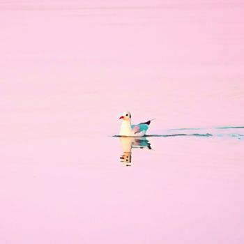 Photography titled "Seagull on the lake" by Emanuele De Vincenzo, Original Artwork, Manipulated Photography