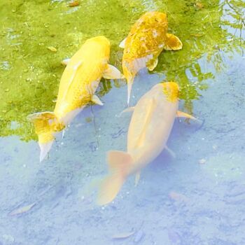 Photographie intitulée "Trio de poissons" par Emma Laflute, Œuvre d'art originale, Photographie numérique