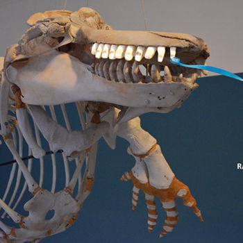 Фотография под названием "002-teeth-site.jpg" - Emmanuel Jahan, Подлинное произведение искусства