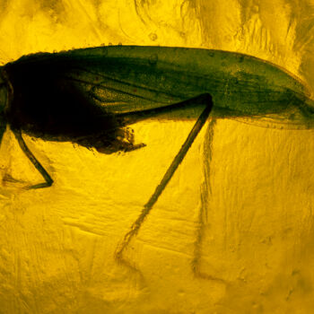 Fotografie getiteld "Grasshopper Trapped…" door Eric Taylor, Origineel Kunstwerk, Digitale fotografie