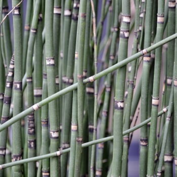 "Bambou" başlıklı Fotoğraf Ernest Tosetti tarafından, Orijinal sanat, Dijital Fotoğrafçılık