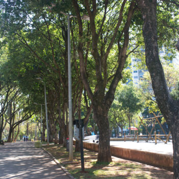 "Trees in the park" başlıklı Fotoğraf Elvis Vargas (evargas) tarafından, Orijinal sanat, Dijital Fotoğrafçılık