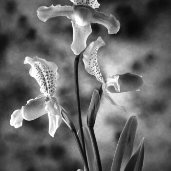 제목이 "Orchids#1"인 사진 Exors로, 원작, 아날로그 사진