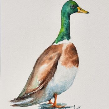 "Mallard Duck" başlıklı Tablo Fineartderya tarafından, Orijinal sanat, Suluboya