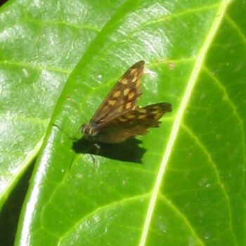 Fotografie getiteld "Papillon Dircis / B…" door Flora I., Origineel Kunstwerk