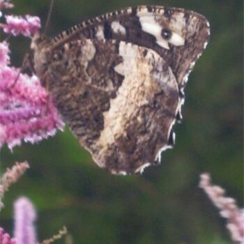 Fotografie getiteld "Papillon Silene / B…" door Flora I., Origineel Kunstwerk