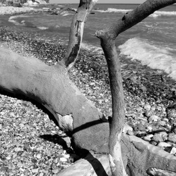 Fotografia zatytułowany „Gestürzter Baum-Rüg…” autorstwa Folker Reinhold Peter Pritsch, Oryginalna praca, Fotografia cyfrowa