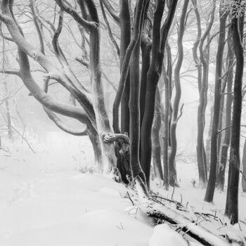 摄影 标题为“Winterbäume Study 01” 由Franz Hümpfner, 原创艺术品, 电影摄影