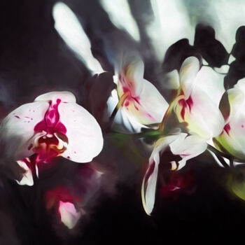 Digitale Kunst getiteld "orchid  - homage to…" door Franz Hümpfner, Origineel Kunstwerk, Digitaal Schilderwerk Gemonteerd op…