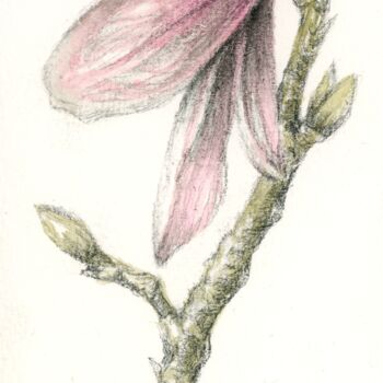 Dibujo titulada "Magnolia" por Frédérique Poisson, Obra de arte original, Acuarela