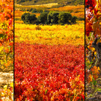 Fotografía titulada "AUTUMN TRIPTYCH 003…" por Gabriel Caneda, Obra de arte original, Fotografía digital Montado en Aluminio