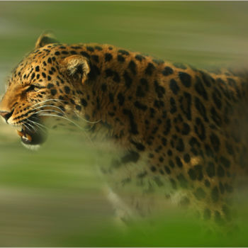 Grafika cyfrowa / sztuka generowana cyfrowo zatytułowany „Leopard” autorstwa Gai Yu, Oryginalna praca, Fotografia cyfrowa