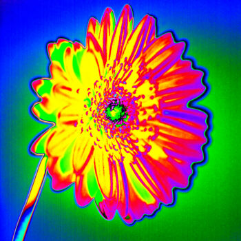 Fotografia intitolato "MacGerbera4" da Gerhard Bumann, Opera d'arte originale, Fotografia manipolata