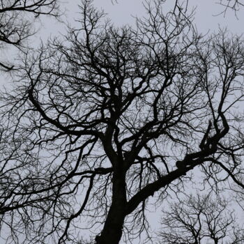 Photographie intitulée "Arbre 11" par Gilles Ramonet, Œuvre d'art originale, Photographie numérique