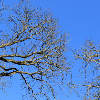 Photography titled "Arbre 15" by Gilles Ramonet, Original Artwork, Digital Photography