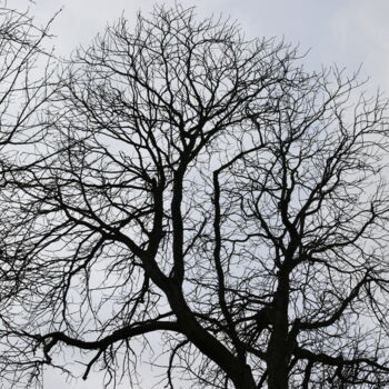 Photographie intitulée "Arbre 20" par Gilles Ramonet, Œuvre d'art originale, Photographie numérique