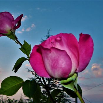 Photographie intitulée "roses-dans-le-ciel-…" par Giovanni Rizzo, Œuvre d'art originale