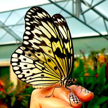 Fotografia intitulada "butterfly house cen…" por Gor Don(Gnie), Obras de arte originais, Fotografia digital