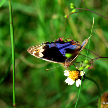 Photography titled "Colorful Honey-hunt…" by Goutam Chakraborty, Original Artwork