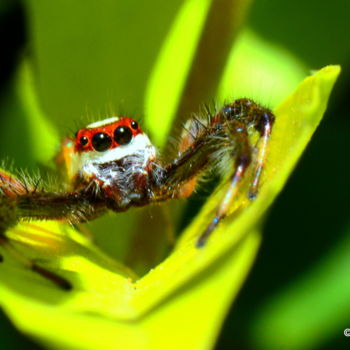 Fotografia intitolato "Little Predator !" da Goutam Chakraborty, Opera d'arte originale