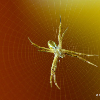 Фотография под названием "The Golden Spider!" - Goutam Chakraborty, Подлинное произведение искусства