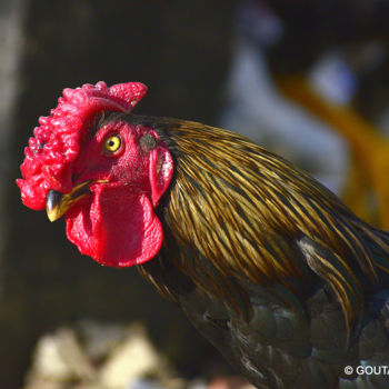 Photography titled "Indian Rooster!" by Goutam Chakraborty, Original Artwork