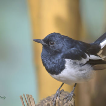 Photography titled "Little Robin !" by Goutam Chakraborty, Original Artwork