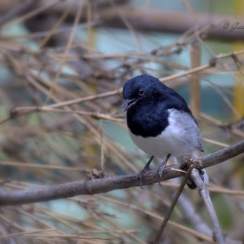 Fotografia intitulada "Indian Robin!" por Goutam Chakraborty, Obras de arte originais