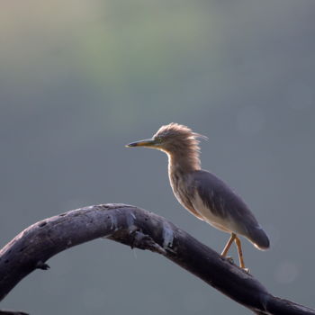 Fotografie mit dem Titel "Bangalore Birds!" von Goutam Chakraborty, Original-Kunstwerk