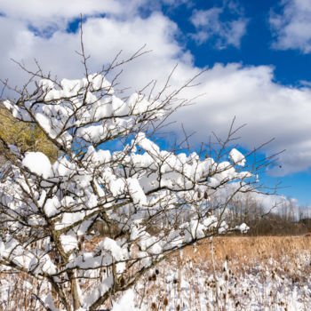 Fotografía titulada "Snow Doubt About It" por Gwendolyn Roth, Obra de arte original, Fotografía digital