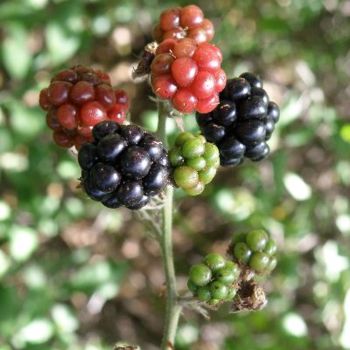 Photography titled "Berries" by Dr István Gyebnár, Original Artwork