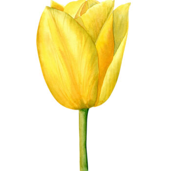 Peinture intitulée "Yellow Tulip Flower" par Hanna Kopylova, Œuvre d'art originale, Aquarelle
