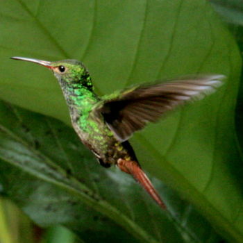 Photography titled "Colibri" by Heart Art Rebecca, Original Artwork