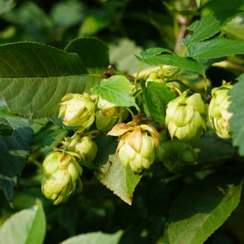 Fotografía titulada "houblon" por Phrevt H, Obra de arte original, Fotografía no manipulada