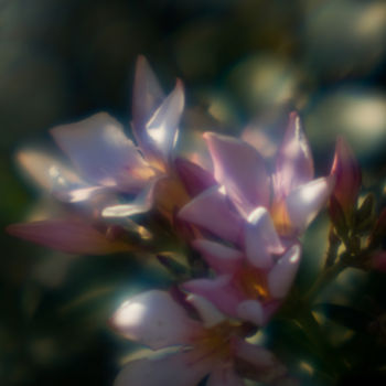 Photography titled "Pink Oleander 1" by Travis Burgess, Original Artwork, Digital Photography