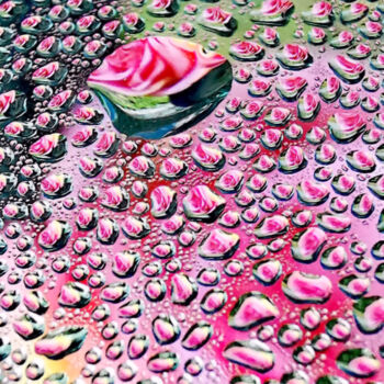 摄影 标题为“Red Rose Raindrops” 由Ingrid Blaurock, 原创艺术品, 数码摄影 安装在金属上