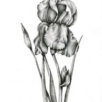 Σχέδιο με τίτλο "Iris" από Irina Laskin, Αυθεντικά έργα τέχνης, Γραφίτης