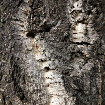 Photography titled "L'âme des bois" by Isabelle Pautrot, Original Artwork