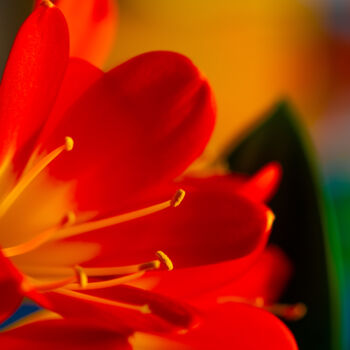 Photography titled "Blooming bright bea…" by Iurii Baklykov, Original Artwork, Digital Photography