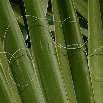 Photography titled "Arabesques" by Jacques Jégo, Original Artwork, Non Manipulated Photography