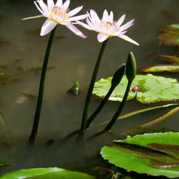 Fotografía titulada "Lotus" por Jade Holing, Obra de arte original, Fotografía digital